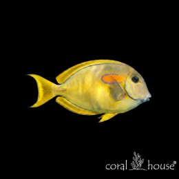 Ryba morska Acanthurus olivaceus Pokolec oliwkowy