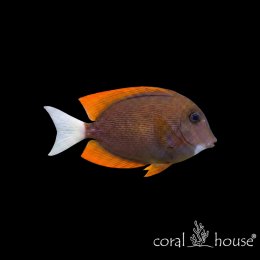 Ryba morska Ctenochaetus tominiensis Pokolec tomini