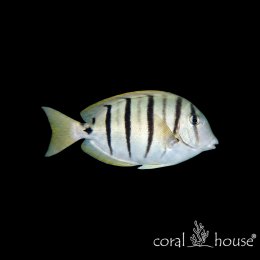 Ryba morska Acanthurus triostegus Pokolec pasiasty