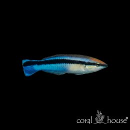 Ryba morska Labroides dimidiatus Wargatek sanitarnik