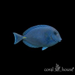Ryba morska Acanthurus coeruleus Pokolec błękitny