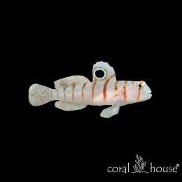 Ryba morska Amblyeleotris randalli Babka Randalla