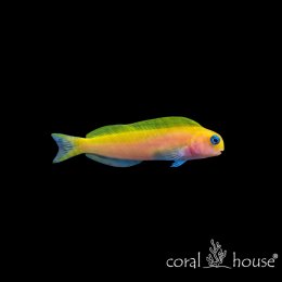 Ryba morska Ecsenius midas Ślizg midas