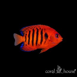 Ryba Centropyge Loriculus