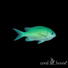 Ryba morska Chromis viridis Chromis zielony