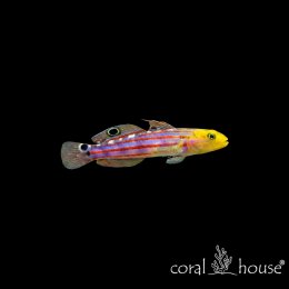 Ryba morska Amblygobius rainfordi Babka Rainforda