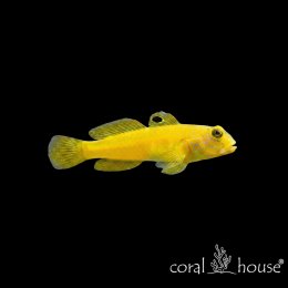 Ryba morska Cryptocentrus cinctus Babka cytrynowa