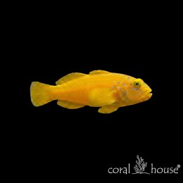 Ryba morska Gobiodon citrinus Babka cytrynowa