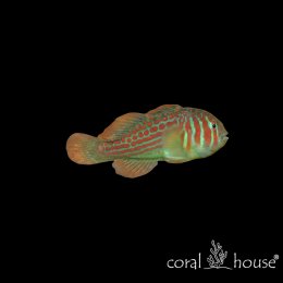 Ryba morska Gobiodon histrio Babka zielona