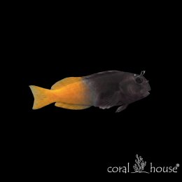 Ryba morska Ecsenius bicolor Ślizg dwubarwny