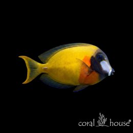 Ryba morska Acanthurus pyroferus Pokolec czekoladowy Mimic Tang