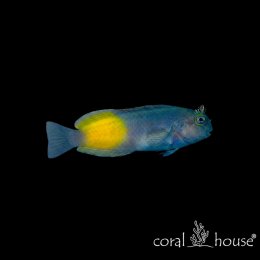 Ryba morska Ecsenius namiyei Ślizg czarny