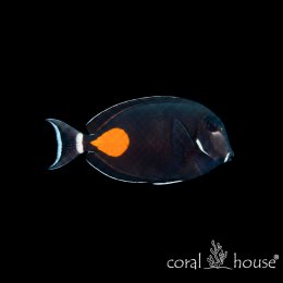 Ryba morska Acanthurus achilles Pokolec Achill