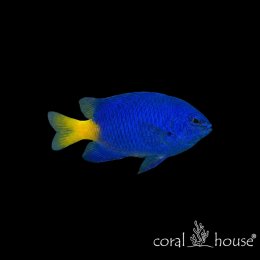 Ryba morska Chrysiptera parasema Garbik żółtoogonowy