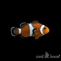 Ryba morska Amphiprion ocellaris Caramel Błazenek karmelowy
