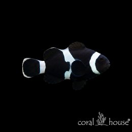 Ryba morska Amphiprion ocellaris Black Misbar Błazenek czarny