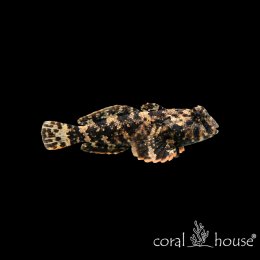 Ryba morska Synchiropus ocellatus Scooter Blenny