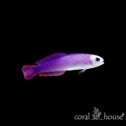 Ryba morska Nemateleotris decora Babka purpurowa