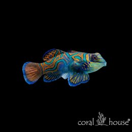 Ryba morska Synchiropus splendidus Mandaryn wspaniały