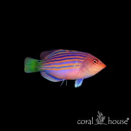 Ryba morska Pseudocheilinus hexataenia Wargacz sześciopasi