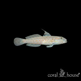 Ryba morska Valenciennea puellaris Babka diamentowa kopiąca