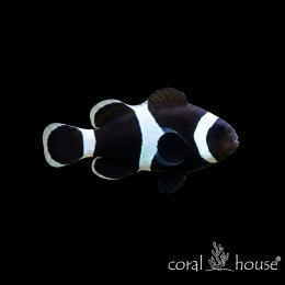 Ryba morska Amphiprion ocellaris Black Błazenek czarny Darwin