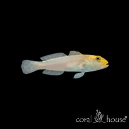 Ryba morska Valenciennea strigata Babka złotogłowa