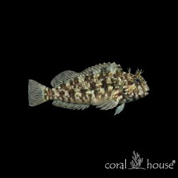 Ryba morska Salarias fasciatus Ślizg glonożerny Lawnmower