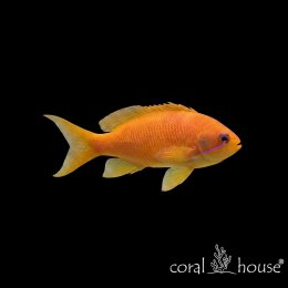 Ryba morska Pseudanthias squamipinnis Antias liroogonowy