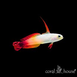 Ryba morska Nemateleotris magnifica Babka ognista Firefish