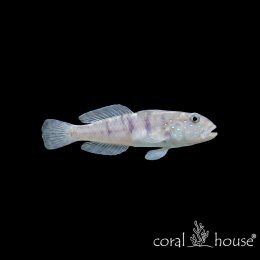 Ryba morska Valenciennea sexguttata Babka sześcioplamka