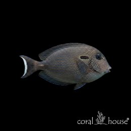 Ryba morska Acanthurus maculiceps Pokolec plamogłowy Spot-faced Tang
