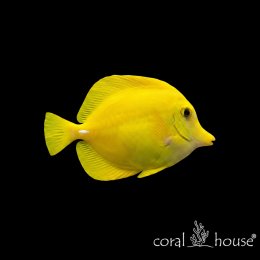 Ryba morska Zebrasoma flavescens Żółtek Pokolec żółty