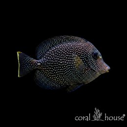 Ryba morska Zebrasoma gemmatum Gem Tang Klejnot