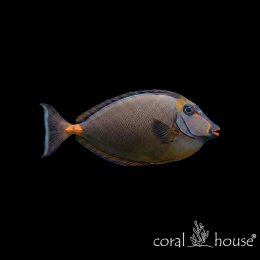Ryba morska Naso lituratus Pokolec szminkowy Lipstick Tang