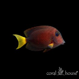 Ryba morska Ctenochaetus binotatus Pokolec dwuplamy Blue-eyed Tang