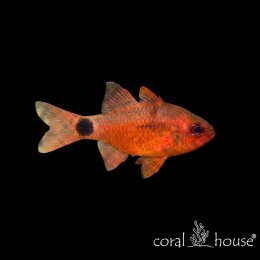 Ryba morska Fowleria flammea Kardynał ognisty Red Cardinalfish