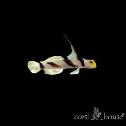 Ryba morska Stonogobiops nematodes Babka z antenką Hi Fin Goby