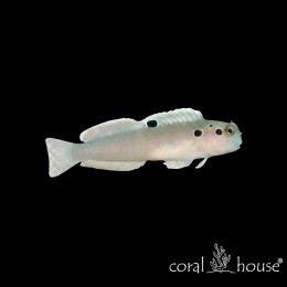 Ryba morska Ecsenius bimaculatus Ślizg dwuplamy Twinspot Blenny