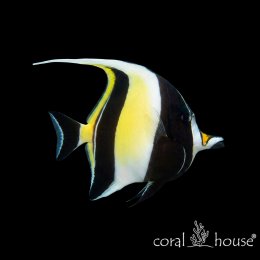 Ryba morska Zanclus cornutus Idolek mauretański Moorish Idol