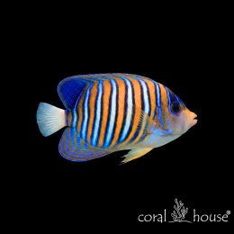 Ryba morska Pygoplites diacanthus Ustniczek królewski Regal Angelfish