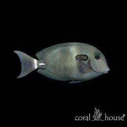 Ryba morska Acanthurus tennentii Pokolec porucznik Lieutenant Tang