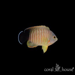 Ryba morska Centropyge eibli Ustniczek Eibla Eibl's Angelfish