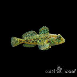 Ryba morska Synchiropus picturatus Mandaryn kropkowany Spotted Mandarin