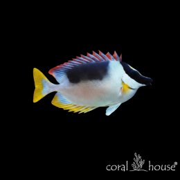 Ryba morska Siganus magnificus Borsuk wspaniały Magnificent Foxface