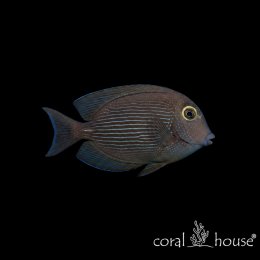 Ryba morska Ctenochaetus strigosus Pokolec żółtooki Kole Tang