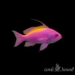Ryba morska Nemanthias carberryi Antias Carberryi Threadfin Anthias
