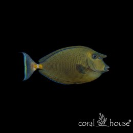 Ryba morska Naso vlamingii Pokolec Vlamingii Bignose Unicornfish