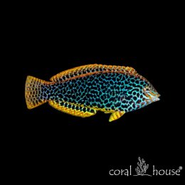 Ryba morska Macropharyngodon meleagris Wargatek lamparci Leopard Wrasse