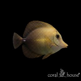 Ryba morska Zebrasoma scopas Pokolec brunatny Scopas Tang